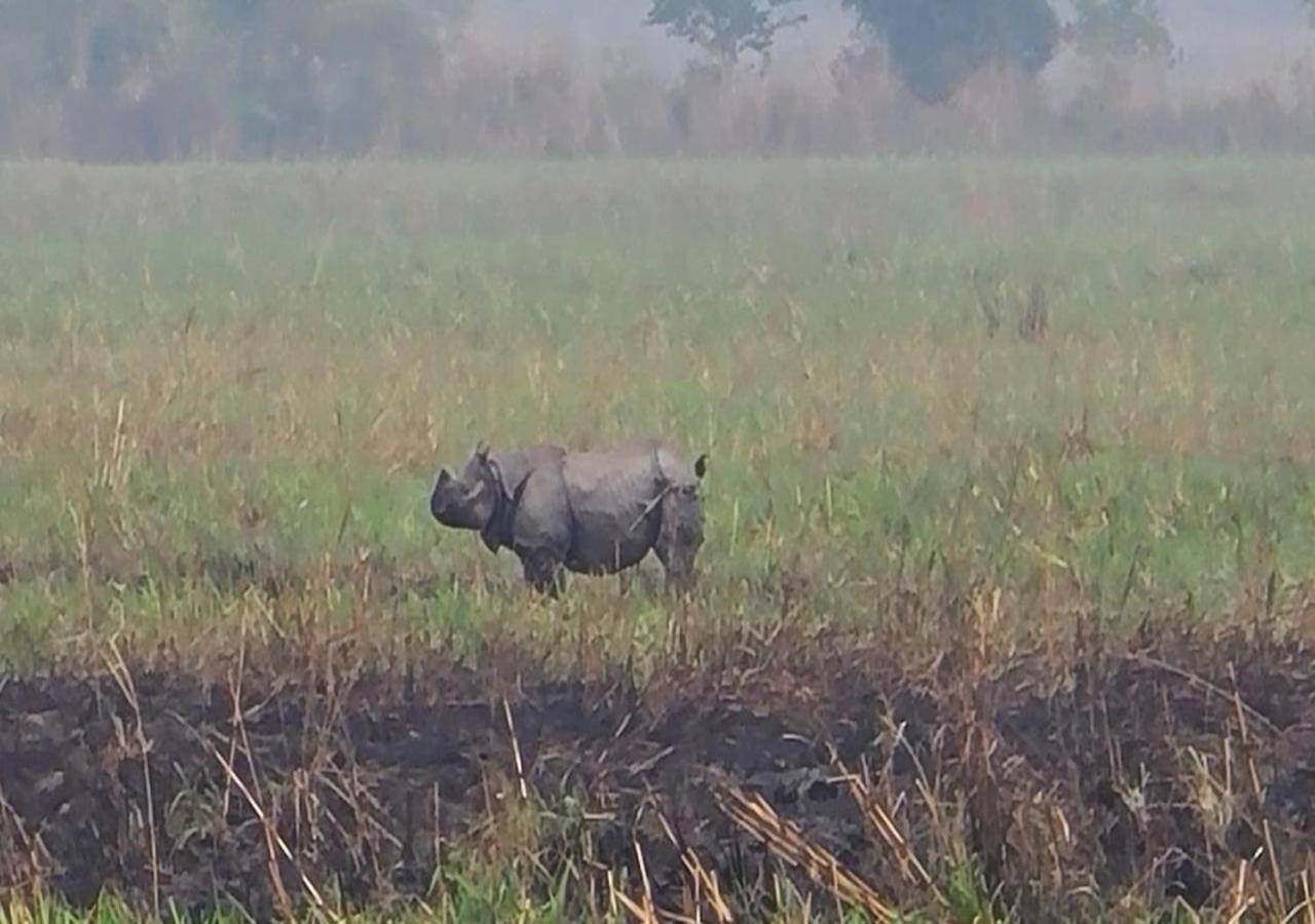 Wild Horizons * Sauraha